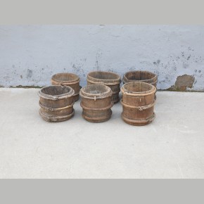 Chinese emmer-populier