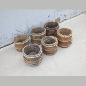 Chinese emmer-populier